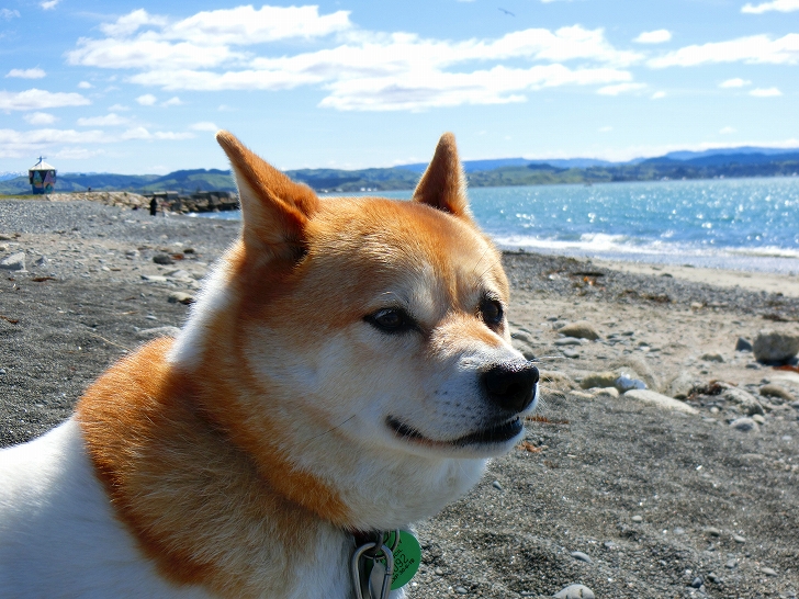 ニュージーランドのペット事情 特に犬 Yoshi S Blog By Yottecott Nz Ltd